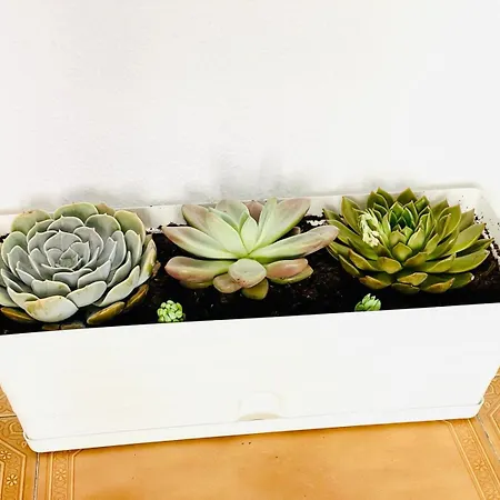 Centro Con Solarium דירה טורמולינוס
